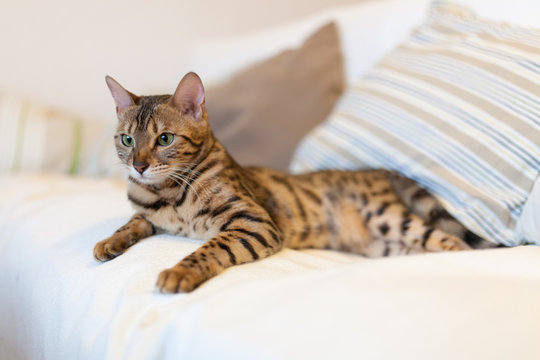 Young Bengal Cat Lying On White Couch