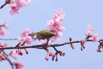 メジロと河津桜