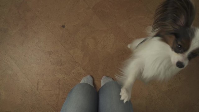 Dog Papillon claps his paws on the knees of his master begging for treat stock footage video