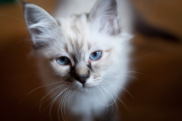 Young adorable white Sacred Birman kitten - 196438875