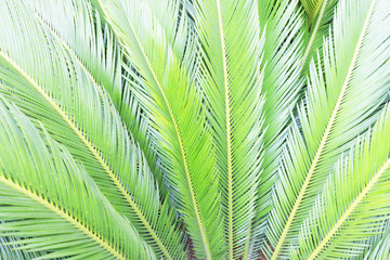 Naklejka na ściany i meble Palm sunday concept: Palm Branches background