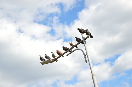 Doves on the streetlight