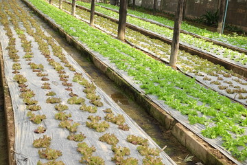 Growing organic vegetable farms for background