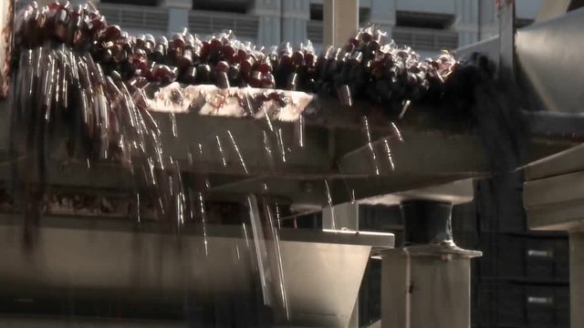 Red grapes tumble off the end of a conveyor belt at a modern winery in Talca, Chile.