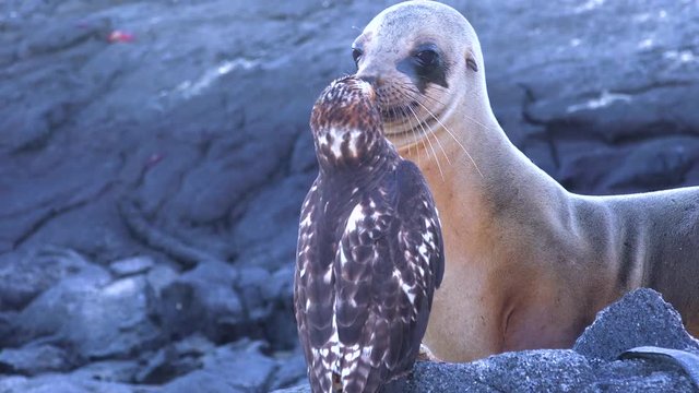 A sea lion and a hawk stand off over a dead iguana in the Galapagos Islands.