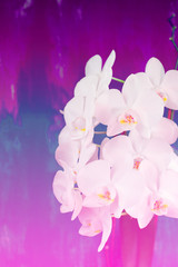 Fototapeta na wymiar Surrealism White Orchid on a pink background vintage.