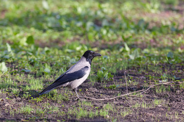 crow in spring