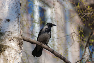 crow on the spring birch