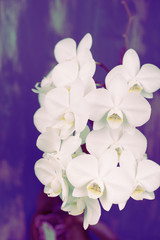 Surrealism White Orchid on a pink background vintage.