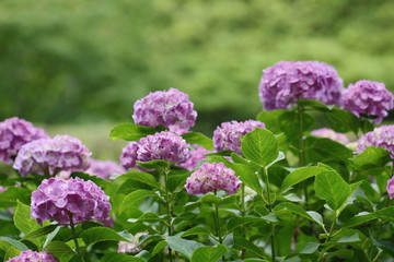 hydrangea blossoms in the Japanese temple