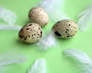 spring green background with eggs and white feathers
