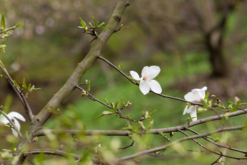 Amazing purple magnolia flowers in the spring season on the magnolia tree