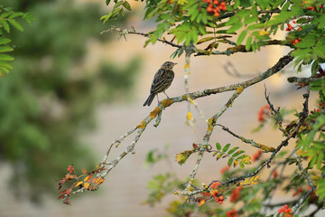 Starling