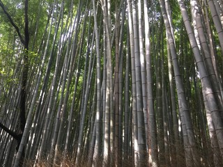 Fototapeta premium Japan