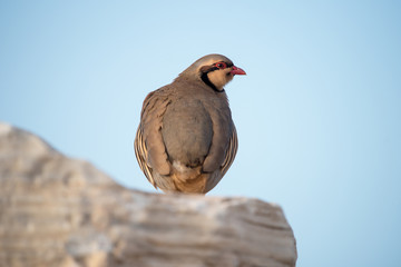Chukar Partridge