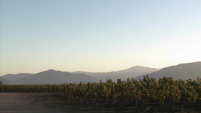 Pan Across A Salinas Valley Vineyard In The Monterey County Wine Country Of California 