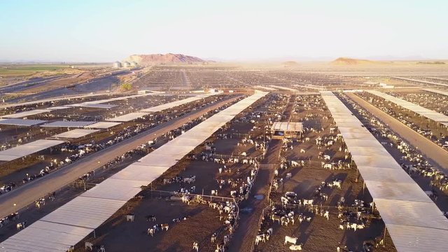 An aerial over vast stockyards of beef cattle in the American west.