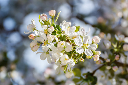 Flowers of an apple tree on a branch