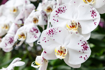 Orchid flower in garden at winter or spring day for postcard beauty and agriculture idea concept design. Phalaenopsis orchid.