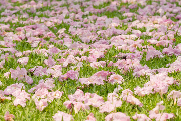 Fototapeta premium Pink flowers Tabebuia rosea blossom wilted in the green grass.