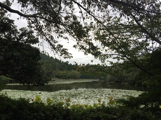 Fototapeta premium Japan