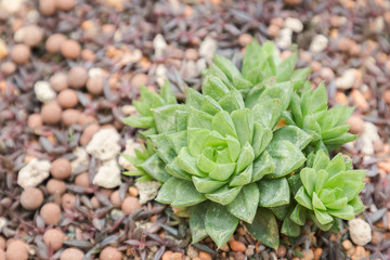 Succulents or cactus in desert botanical garden with sand stone pebbles background for decoration and agriculture concept design.