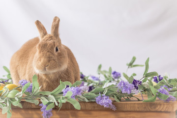 Rabbit poses with lilac flowers and wooden board in soft vintage setting, Easter Bunny at Springtime