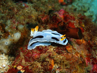 True sea slug