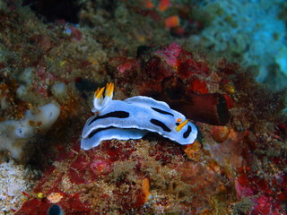 True sea slug