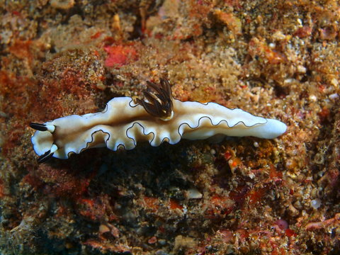 True sea slug