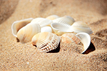  A pile of seashells on the sand of beach. 