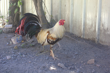  rooster © Елена Адоевцева