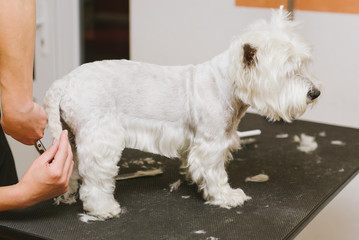 professional combing dog West Highland White Terrier in the grooming salon.