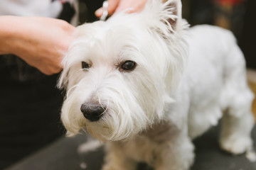 professional combing dog West Highland White Terrier in the grooming salon.