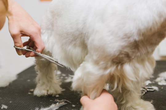 professional combing dog West Highland White Terrier in the grooming salon.