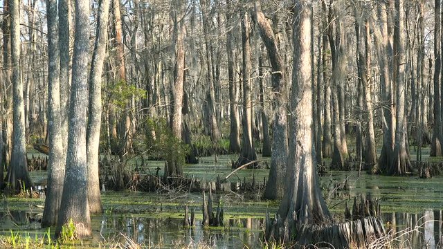 Establishing shot of a thick mangrove swamp in Louisiana.