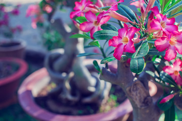 Closeup adenium flower adenium multiflorum desert rose