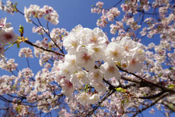 満開の大島桜