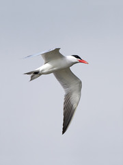 Caspian tern (Hydroprogne caspia)