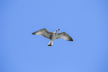 Portrait of a gull over the sea in front of Istanbul, Turkey