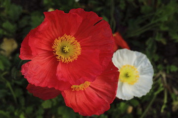 Obraz premium Red Spring Flower