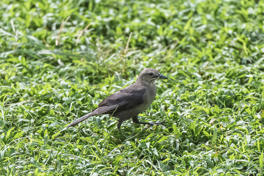 Grey kingbird, bird which collects blades of grass to make his nest
