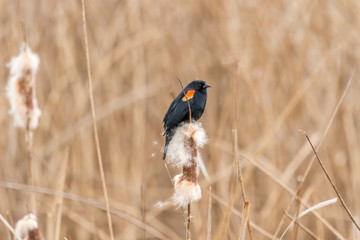 Red-winged Blackbird (Male) #1