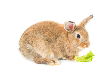 Brown short hair adorable baby rabbit eating vegetable on white background