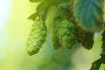 Hop. hops cones vegetable background.cones of hops on a blurred green plant background. Harvest 