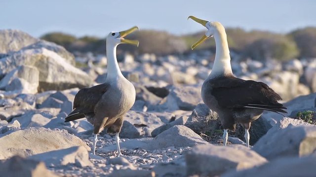 Beautiful shot of waved albatross courting in a mating ritual on the Galapagos Islands.