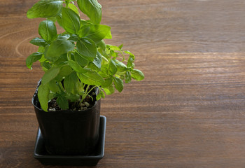 バジル　木目背景



