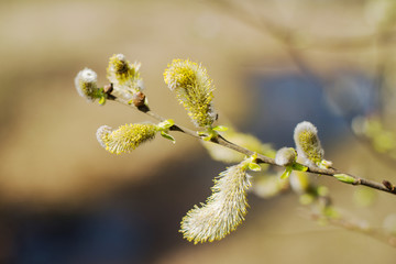 fresh green leaves