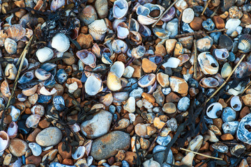 Sea shells on Sea shore Poster