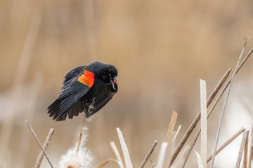 Red-winged Blackbird (Male) #4